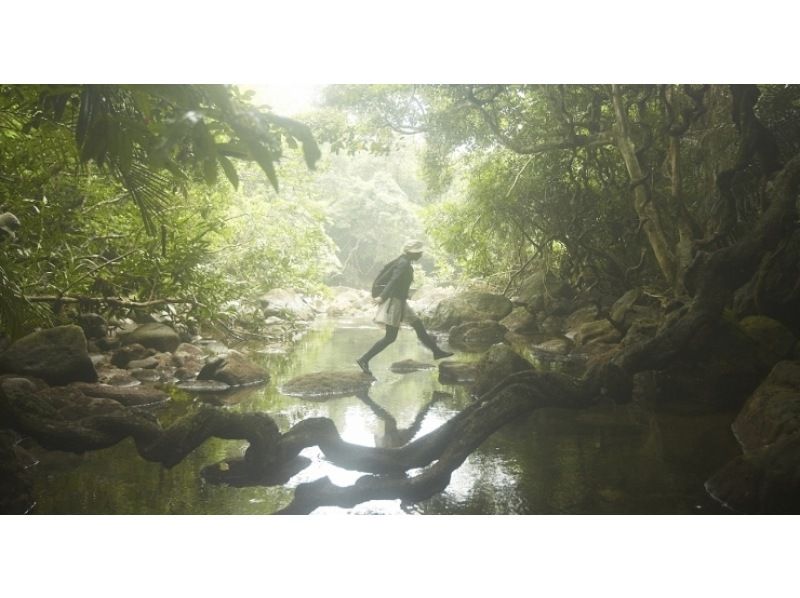 【沖縄・西表島】雄大に流れるユツン三段の滝　【ジャングルトレッキング 1日】の紹介画像