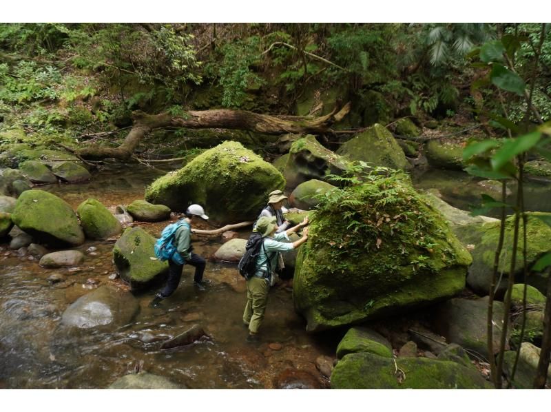 【沖縄・西表島】雄大に流れるユツン三段の滝　【ジャングルトレッキング 1日】の紹介画像