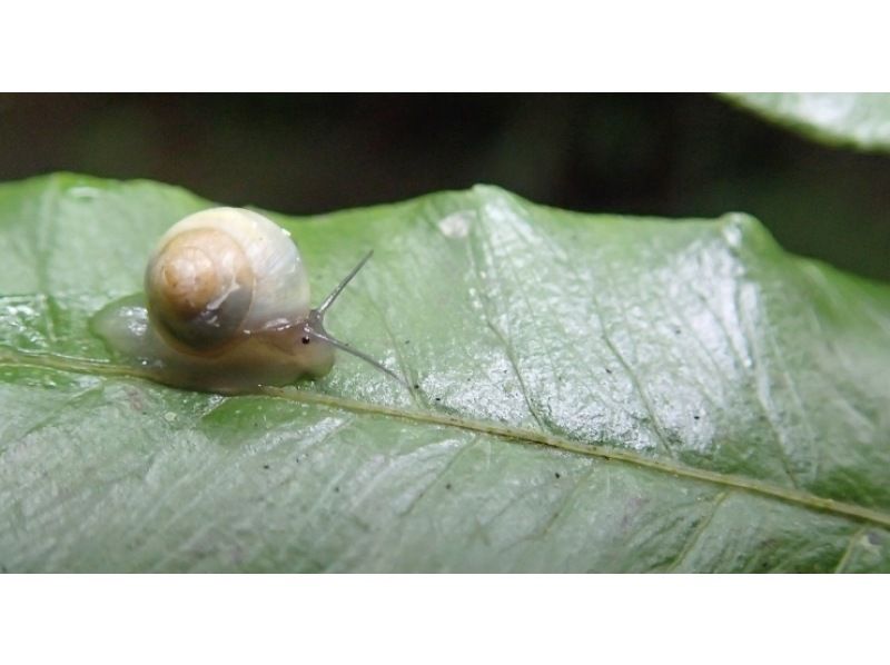 【沖縄・西表島】雄大に流れるユツン三段の滝　【ジャングルトレッキング 1日】の紹介画像