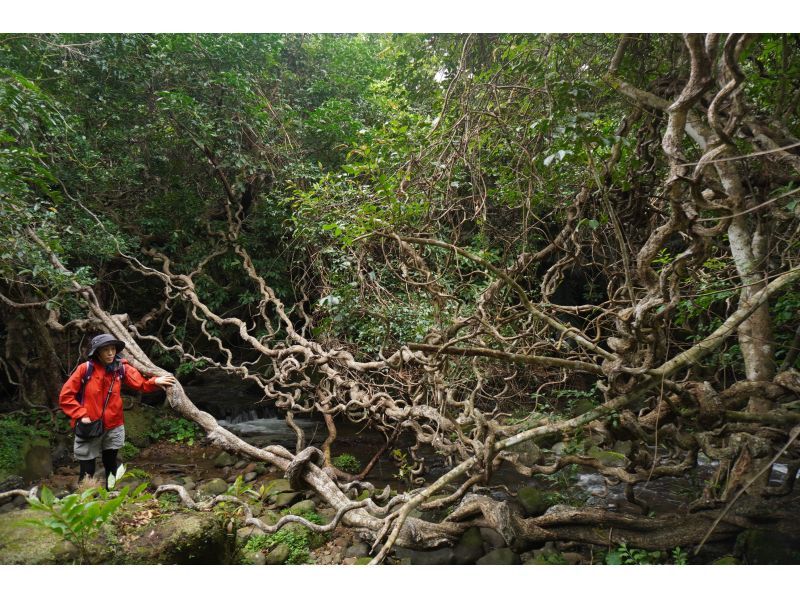 【沖縄・西表島】雄大に流れるユツン三段の滝　【ジャングルトレッキング 1日】の紹介画像
