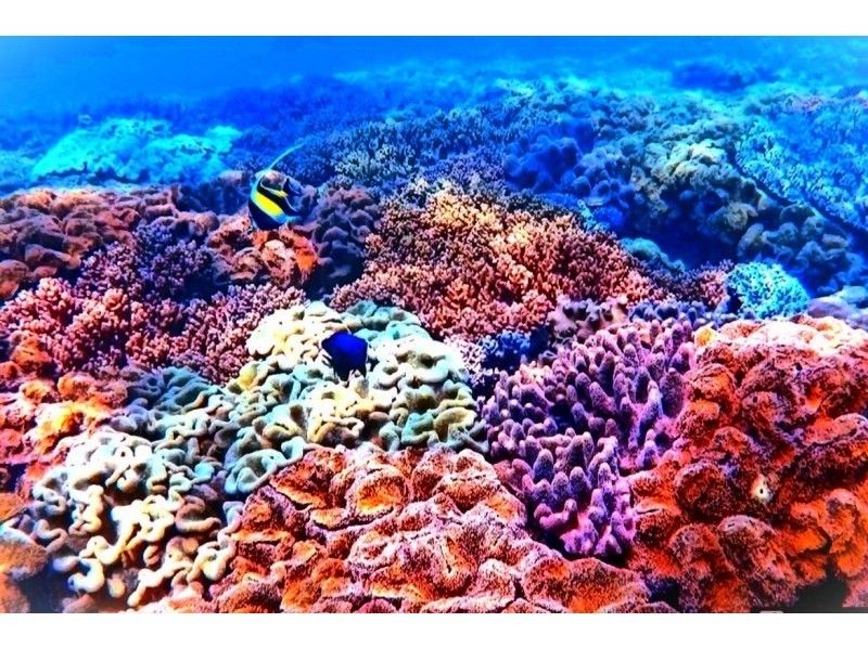 春季促销正在进行中♪ [冲绳北谷] 就在美国村附近♪ 体验充满珊瑚的潜水♪（每天4班）●含登机费，含拍照●の紹介画像