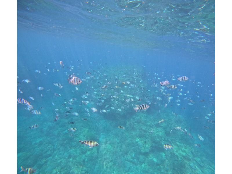 【貸切シュノーケルツアー*沖縄ゴリラチョップ*】美ら海近く♪サンゴ畑とお魚を見よう！お写真無料・餌やり体験付き\(^^)/の紹介画像