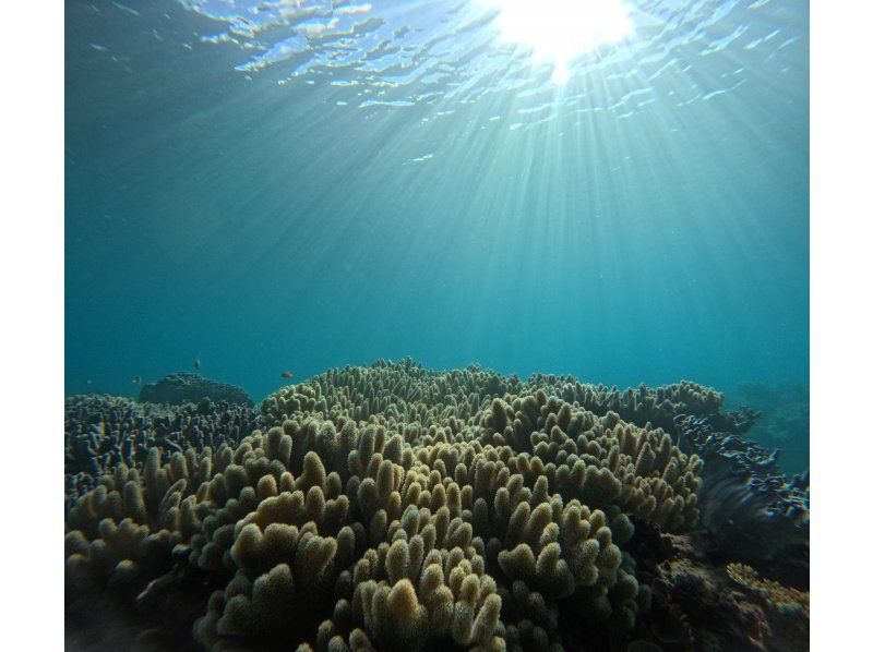 【貸切シュノーケルツアー*沖縄ゴリラチョップ*】美ら海近く♪サンゴ畑とお魚を見よう！お写真無料・餌やり体験付き\(^^)/の紹介画像