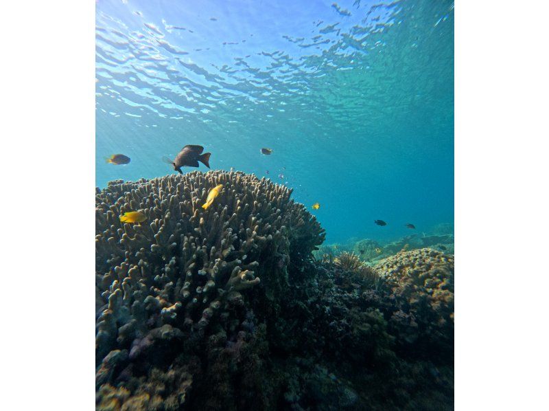 【貸切シュノーケルツアー*沖縄ゴリラチョップ*】美ら海近く♪サンゴ畑とお魚を見よう！お写真無料・餌やり体験付き\(^^)/の紹介画像