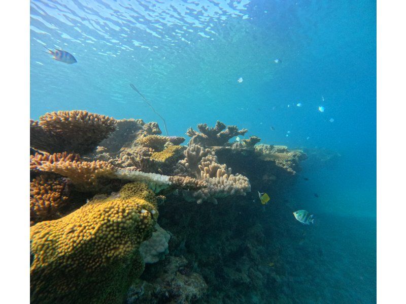 【貸切シュノーケルツアー*沖縄ゴリラチョップ*】美ら海近く♪サンゴ畑とお魚を見よう！お写真無料・餌やり体験付き\(^^)/の紹介画像