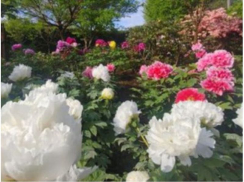 [Ibaraki, Tsukuba] Spend the night in your car at the "Tsukuba Peony Garden" where more than 50,000 peonies bloom in springの紹介画像