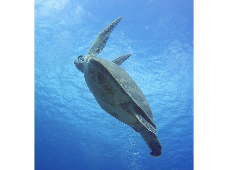 石垣岛【乘船前往/3岁以上可以参加】蝠鲼和海龟浮潜之旅（1天）の紹介画像