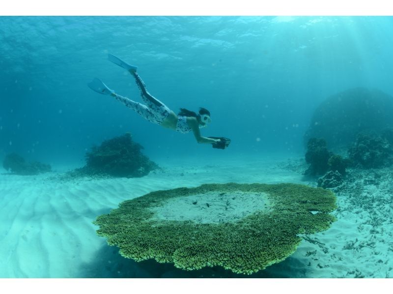 Ishigaki Island [Go by boat, ages 3 and up OK] Highly satisfying snorkeling tour (1 day)の紹介画像
