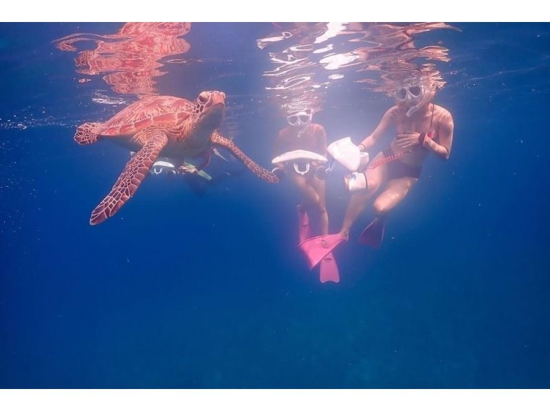 Okinawa/Ishigaki Island I want to meet my dream manta ray! One day snorkeling tour!の紹介画像