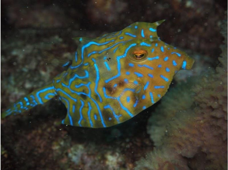 【沼津 伊豆 大瀬崎】大瀬崎2ビーチファンダイビング(ライセンス必須)!沼津駅 伊豆長岡の旅館から送迎あり♪たくさんの海の生き物を堪能の紹介画像