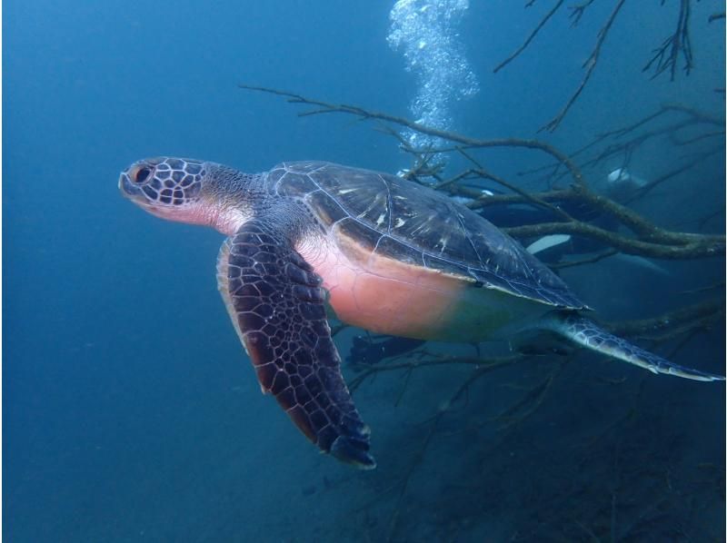 【沼津 伊豆 大瀬崎】大瀬崎2ビーチファンダイビング(ライセンス必須)!沼津駅 伊豆長岡の旅館から送迎あり♪たくさんの海の生き物を堪能の紹介画像