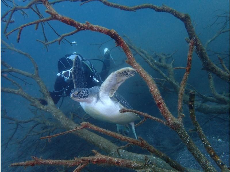 [靜岡站、靜岡市、靜岡大崎]在靜岡站集合！ ！大崎2海灘趣味潛水（需執照）！ ♪ 享受許多海洋生物 ♪ 宏觀 ~ 圍の紹介画像