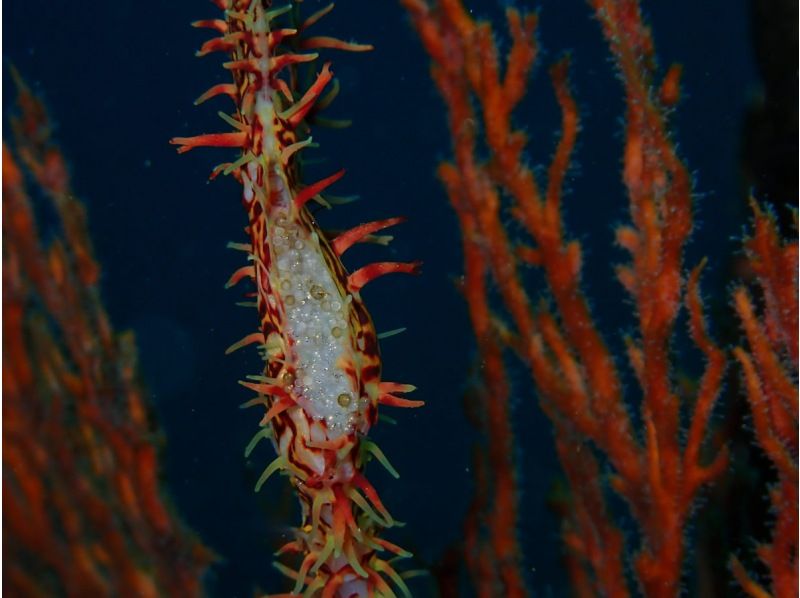 [靜岡站、靜岡市、靜岡大崎]在靜岡站集合！ ！大崎2海灘趣味潛水（需執照）！ ♪ 享受許多海洋生物 ♪ 宏觀 ~ 圍の紹介画像