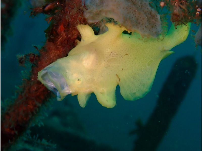 [靜岡站、靜岡市、靜岡大崎]在靜岡站集合！ ！大崎2海灘趣味潛水（需執照）！ ♪ 享受許多海洋生物 ♪ 宏觀 ~ 圍の紹介画像