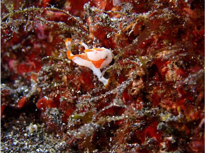 [靜岡站、靜岡市、靜岡大崎]在靜岡站集合！ ！大崎2海灘趣味潛水（需執照）！ ♪ 享受許多海洋生物 ♪ 宏觀 ~ 圍の紹介画像