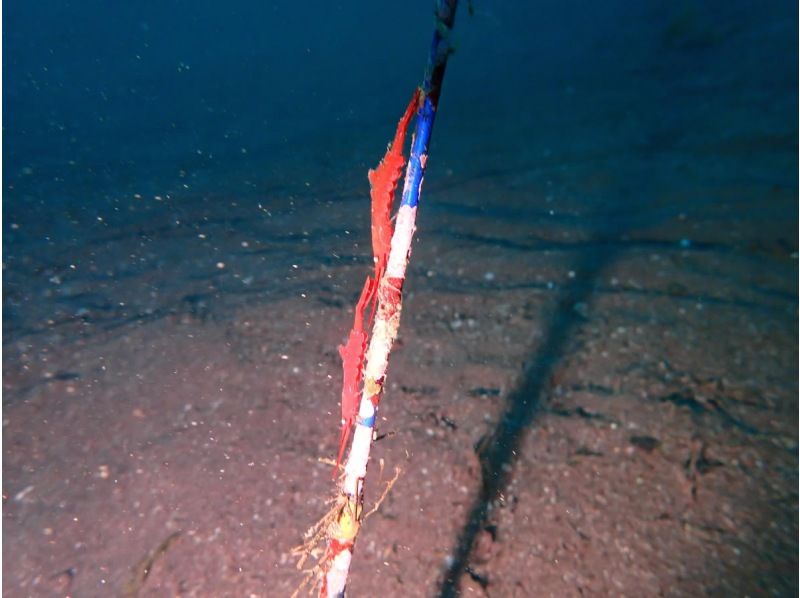 [靜岡站、靜岡市、靜岡大崎]在靜岡站集合！ ！大崎2海灘趣味潛水（需執照）！ ♪ 享受許多海洋生物 ♪ 宏觀 ~ 圍の紹介画像