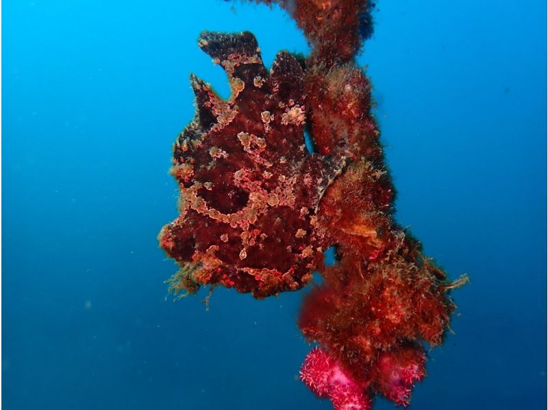 [靜岡站、靜岡市、靜岡大崎]在靜岡站集合！ ！大崎2海灘趣味潛水（需執照）！ ♪ 享受許多海洋生物 ♪ 宏觀 ~ 圍の紹介画像