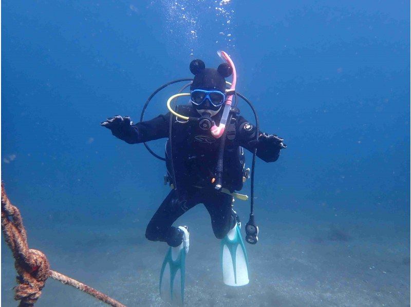 [靜岡站、靜岡市、靜岡大崎]在靜岡站集合！ ！大崎2海灘趣味潛水（需執照）！ ♪ 享受許多海洋生物 ♪ 宏觀 ~ 圍の紹介画像