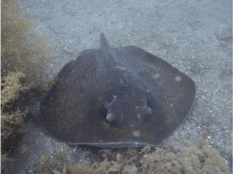 [靜岡站、靜岡市、靜岡大崎]在靜岡站集合！ ！大崎2海灘趣味潛水（需執照）！ ♪ 享受許多海洋生物 ♪ 宏觀 ~ 圍の紹介画像