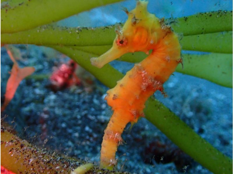 [靜岡站、靜岡市、靜岡大崎]在靜岡站集合！ ！大崎2海灘趣味潛水（需執照）！ ♪ 享受許多海洋生物 ♪ 宏觀 ~ 圍の紹介画像