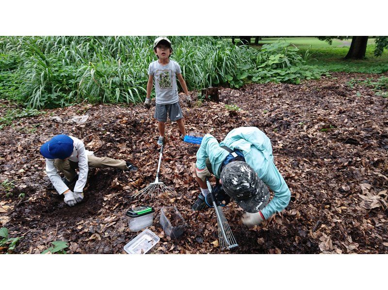 『Tokyo・Chofu』 9AM-1PM Family-friendly * Tour to search for rhinoceros beetle larvae and spring crab nymphs in the upper reaches (Free electric bicycle rental with child seats in front and behind the silly boots)の紹介画像