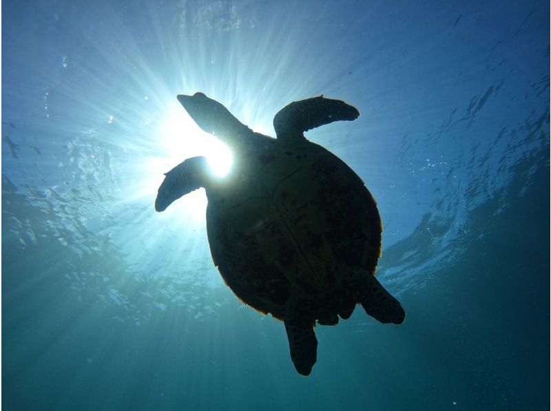 【青の洞窟・自然に配慮したボート体験ダイビング】沖縄・恩納村推奨グリーンフィンズ遵守・魚の餌付けはしません｜1組貸切｜Gopro写真動画付の紹介画像