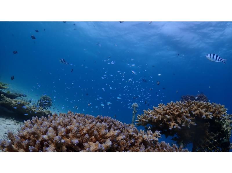 【青の洞窟・自然に配慮したボート体験ダイビング】沖縄・恩納村推奨グリーンフィンズ遵守・魚の餌付けはしません｜1組貸切｜Gopro写真動画付の紹介画像