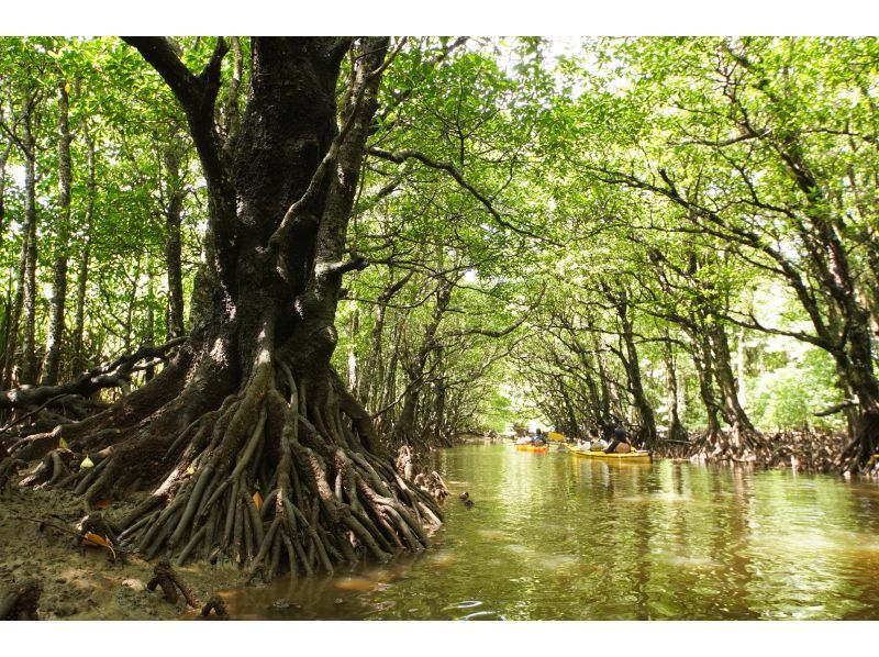 [Okinawa, Iriomote Island] Geta Falls & Mangrove Kayaking - Enjoy the mountains and rivers! 1-day tour [Kayaking & Trekking]の紹介画像