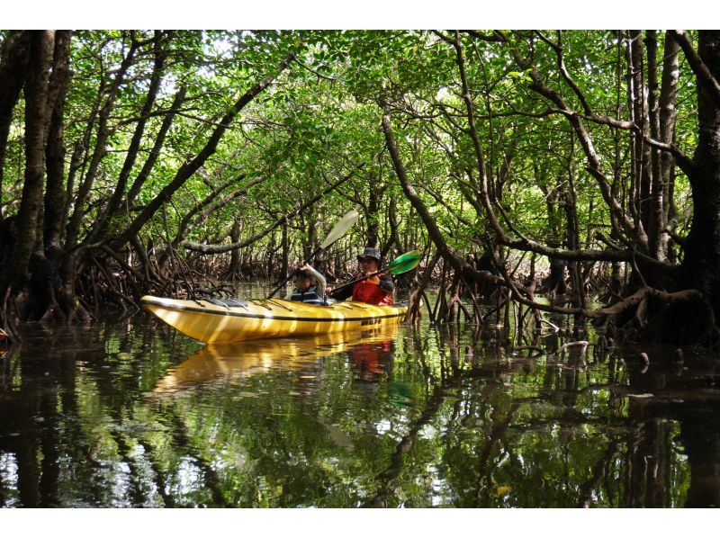 [Okinawa, Iriomote Island] Geta Falls & Mangrove Kayaking - Enjoy the mountains and rivers! 1-day tour [Kayaking & Trekking]の紹介画像