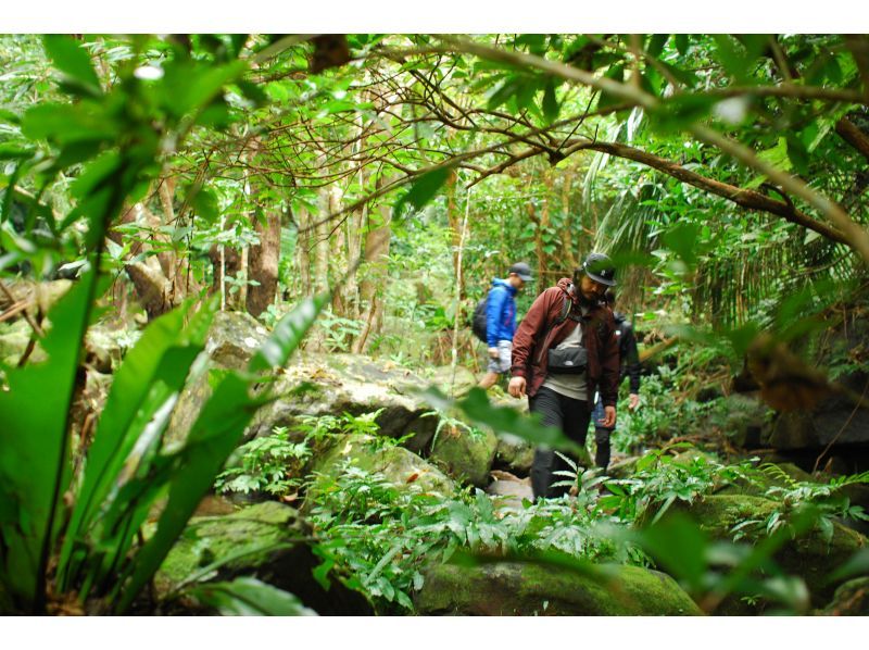 [Okinawa, Iriomote Island] Geta Falls & Mangrove Kayaking - Enjoy the mountains and rivers! 1-day tour [Kayaking & Trekking]の紹介画像