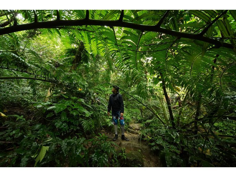 [Okinawa, Iriomote Island] Geta Falls & Mangrove Kayaking - Enjoy the mountains and rivers! 1-day tour [Kayaking & Trekking]の紹介画像