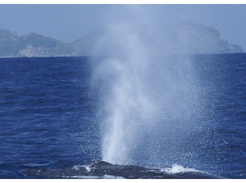【奄美・北部】ホエールスイム 生涯忘れられない感動体験を奄美大島で！ザトウクジラと一緒に泳ごう‼ ＜半日コース＞＜少人数制＞の紹介画像