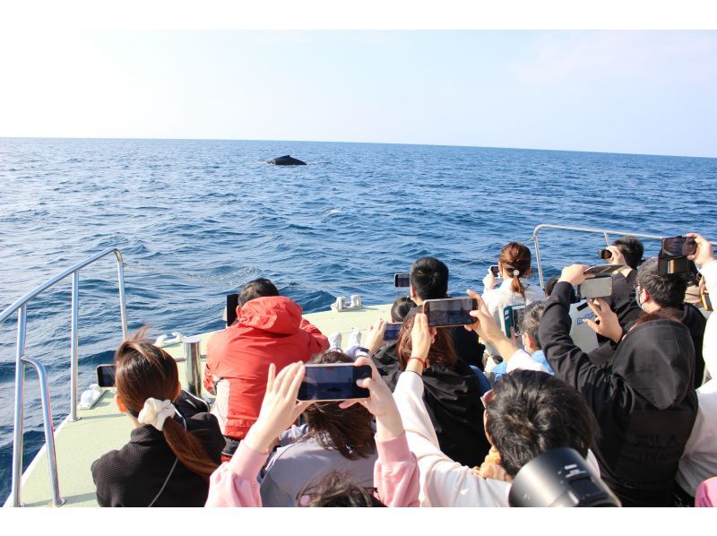 [Departing from Naha] Whale watching♪ Guaranteed one seat per person! All seats are forward facing and comfortable☆ Free photo gift, free city transfers, free for children 0-2の紹介画像