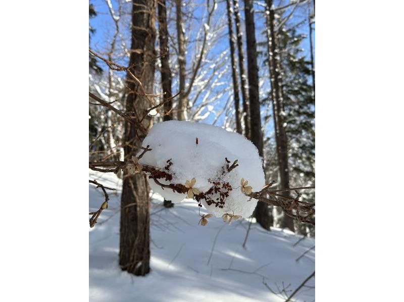 【北海道・ニセコ】スノーシュートレッキング！冬のニセコで山散歩の紹介画像