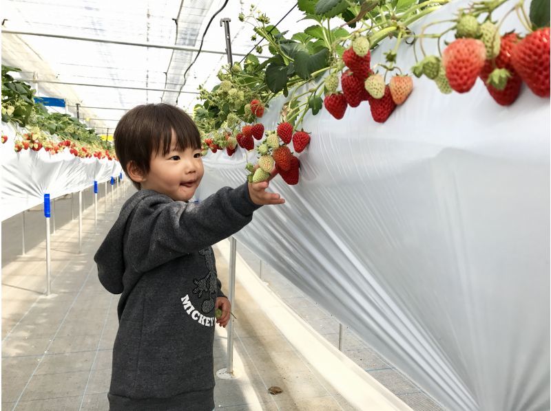 [Nagano/Karuizawa] Winter/spring strawberry picking★Standard all-you-can-eat course★30 minutes all-you-can-eat☆Free refills of condensed milk! Special strawberries that won prizes at the <National Strawberry Championship>!の紹介画像