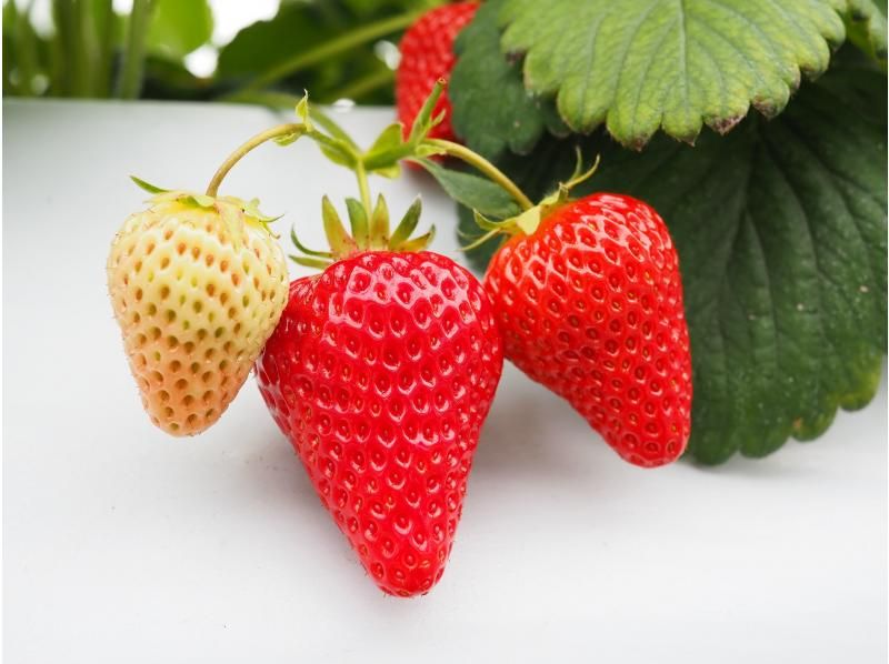 [Nagano/Karuizawa] Winter/spring strawberry picking★Standard all-you-can-eat course★30 minutes all-you-can-eat☆Free refills of condensed milk! Special strawberries that won prizes at the <National Strawberry Championship>!の紹介画像