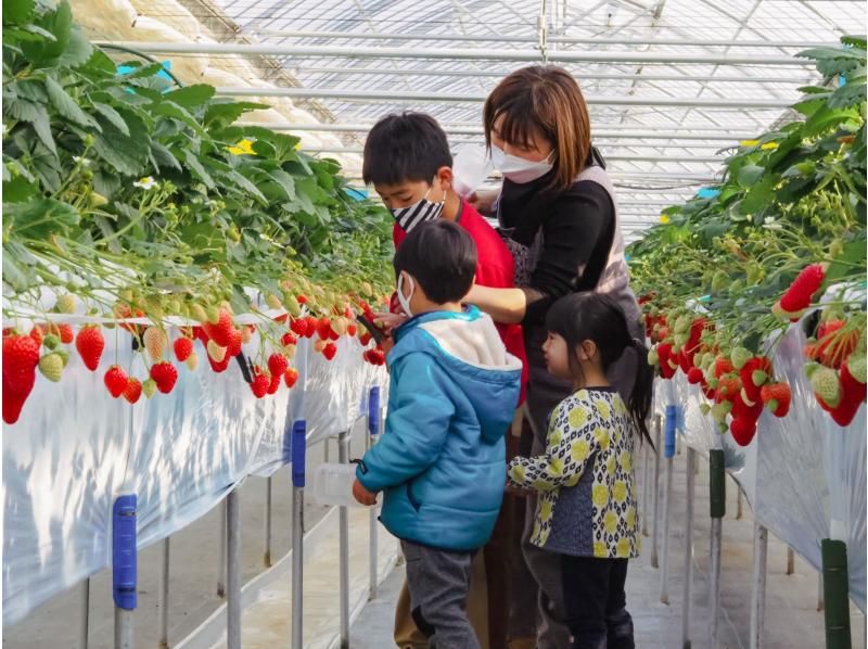 [Nagano/Karuizawa] Winter/spring strawberry picking★Standard all-you-can-eat course★30 minutes all-you-can-eat☆Free refills of condensed milk! Special strawberries that won prizes at the <National Strawberry Championship>!の紹介画像