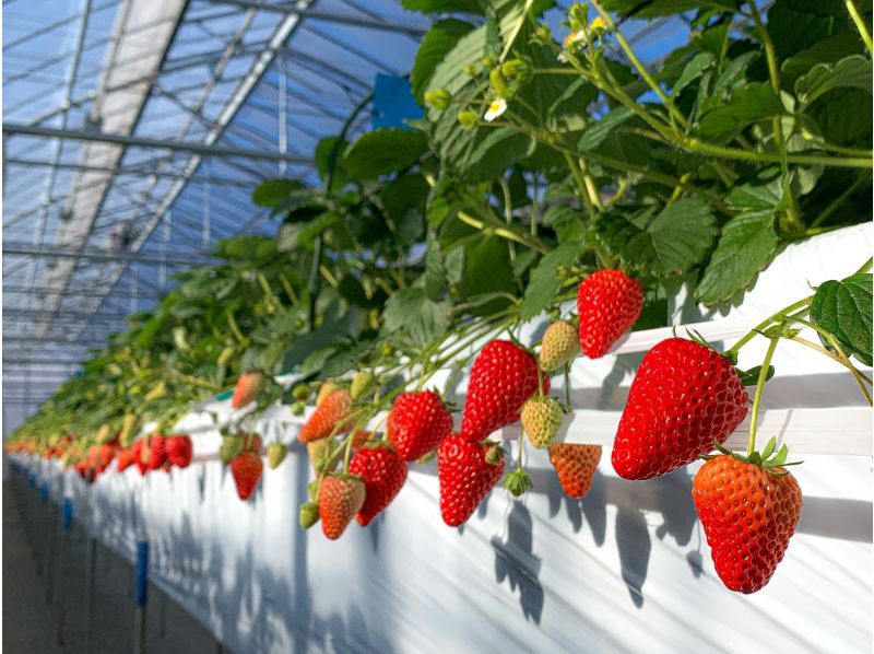 [Nagano/Karuizawa] Winter/spring strawberry picking★Standard all-you-can-eat course★30 minutes all-you-can-eat☆Free refills of condensed milk! Special strawberries that won prizes at the <National Strawberry Championship>!の紹介画像