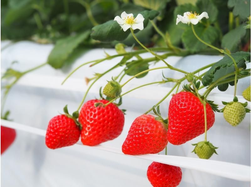 [Nagano/Karuizawa] Winter/spring strawberry picking★Premium all-you-can-eat course★All-you-can-eat multiple varieties for 40 minutes! Refills of condensed milk OK☆ 15 minutes by car from Karuizawa Station!の紹介画像