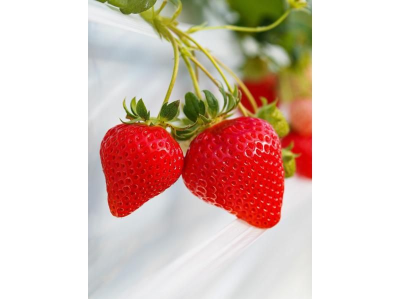 [Nagano/Karuizawa] Winter/spring strawberry picking★Premium all-you-can-eat course★All-you-can-eat multiple varieties for 40 minutes! Refills of condensed milk OK☆ 15 minutes by car from Karuizawa Station!の紹介画像