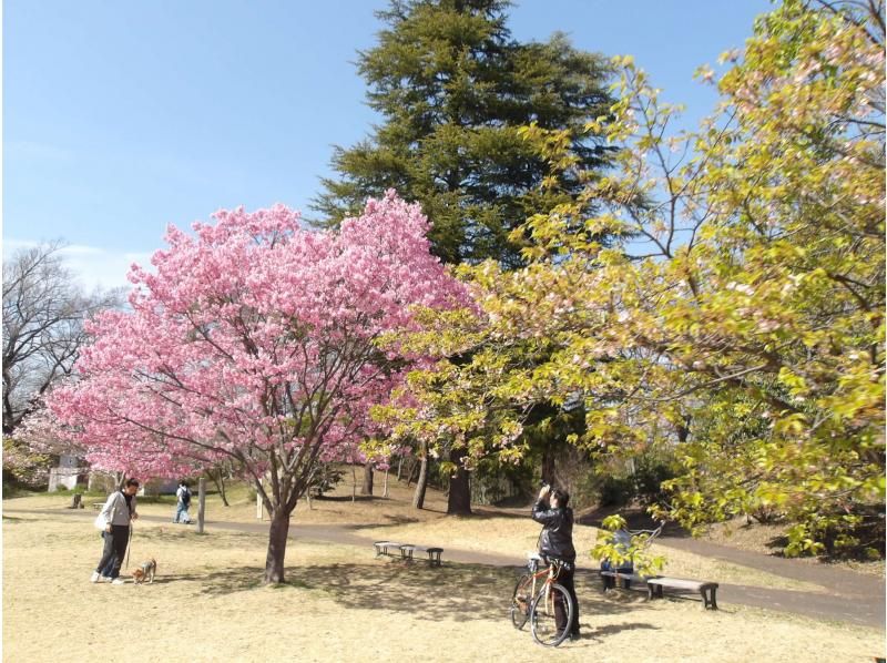 【東京・武蔵大和】3/30（日）開催！満開お花見ヨガ＆多摩湖ウォーキングの紹介画像