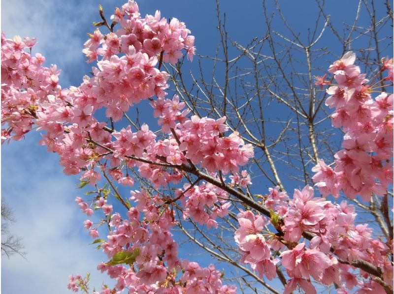 【東京・武蔵大和】3/31（日）開催！満開お花見ヨガ＆多摩湖ウォーキングの紹介画像