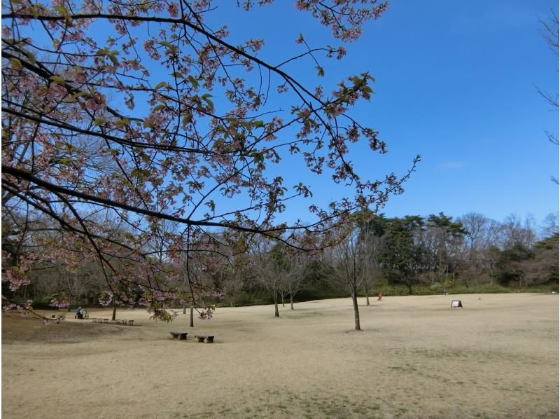 【東京・武蔵大和】3/30（日）開催！満開お花見ヨガ＆多摩湖ウォーキングの紹介画像