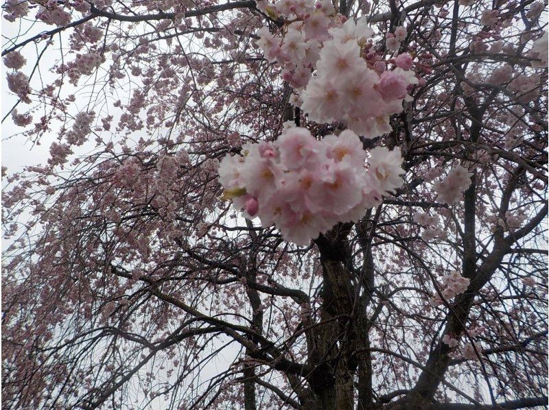 【東京・武蔵大和】3/31（日）開催！満開お花見ヨガ＆多摩湖ウォーキングの紹介画像