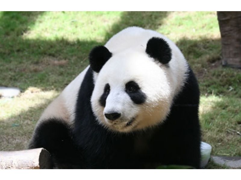 Copy of Panda Planの紹介画像