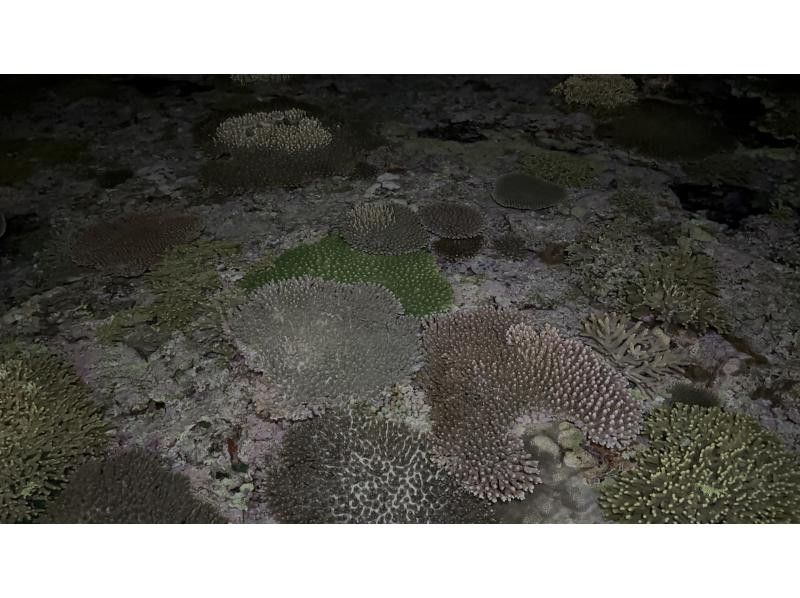 【鹿児島・与論島】1日1組夜限定ツアー干潮の限られた時間にしか行けない珊瑚見学ナイトツアーの紹介画像