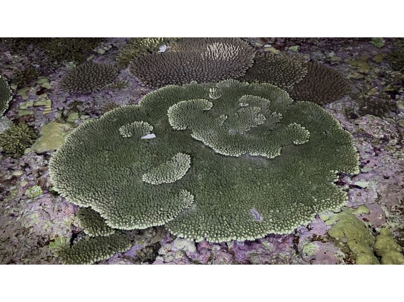 【鹿児島・与論島】1日1組夜限定ツアー干潮の限られた時間にしか行けない珊瑚見学ナイトツアーの紹介画像