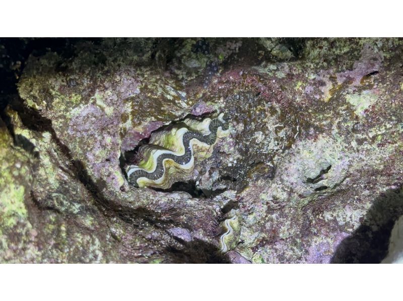【鹿児島・与論島】1日1組夜限定ツアー干潮の限られた時間にしか行けない珊瑚見学ナイトツアーの紹介画像
