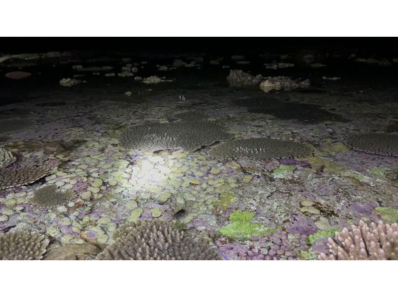 【鹿児島・与論島】1日1組限定毎日変わる冬の限られた時間にしか行けない夜の珊瑚見学ツアーの紹介画像