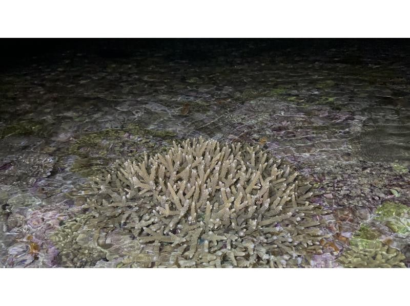 【鹿児島・与論島】1日1組限定毎日変わる冬の限られた時間にしか行けない夜の珊瑚見学ツアーの紹介画像